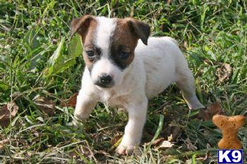 Jack Russell Terrier Puppies for Sale